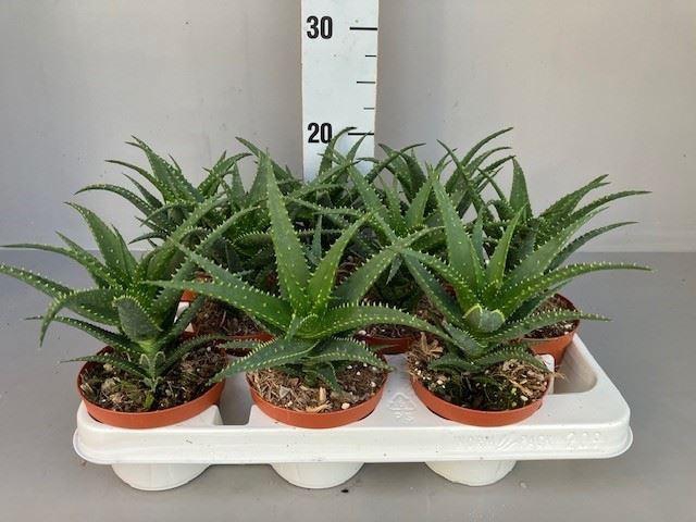 <h4>Aloe arborescens</h4>