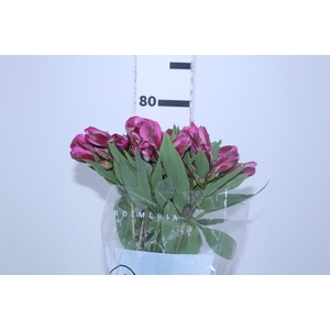 ALSTROEMERIA STRATUS 080 CM