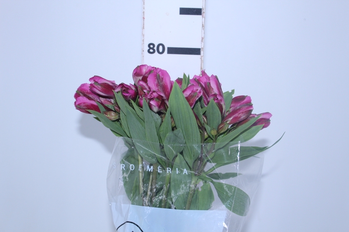 ALSTROEMERIA STRATUS 080 CM