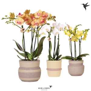 Kolibri Orchids Phalaenopsis mix 3 spike in Ethnic pot khaki mix
