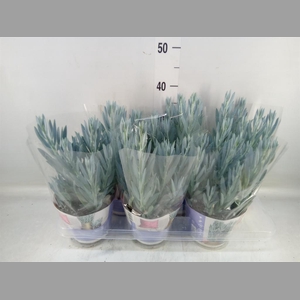 Curio ficoides 'Mount everest'