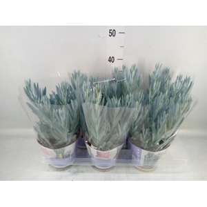 Curio ficoides 'Mount everest'