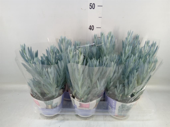 <h4>Curio ficoides 'Mount everest'</h4>