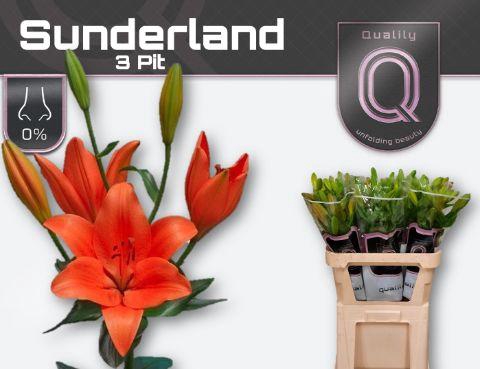 <h4>LI LA SUNDERLAND 3pit</h4>