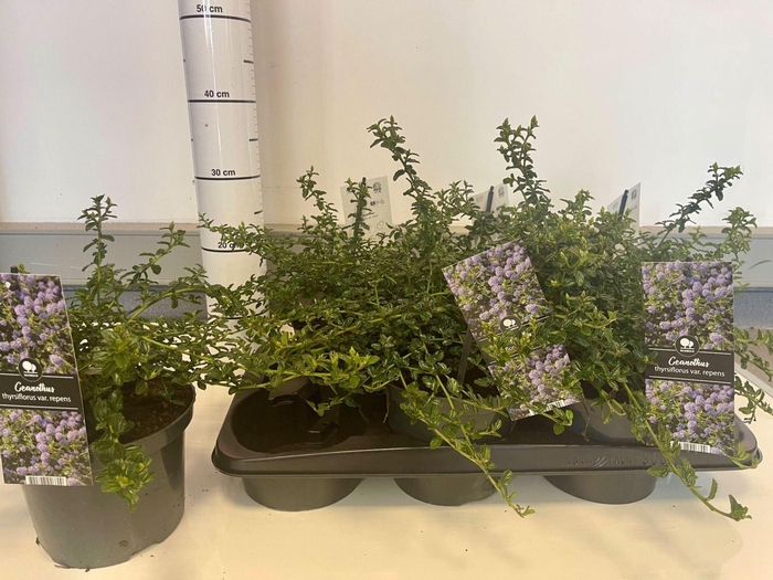 <h4>Ceanothus thyrsiflorus var. repens</h4>