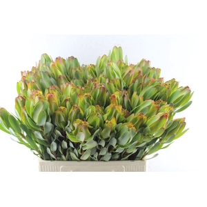 Leucad Laurel Yellow