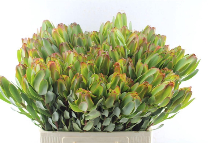 <h4>Leucad Laurel Yellow</h4>