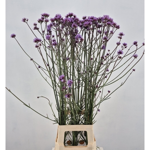 VERBENA XL