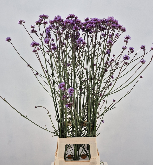 <h4>VERBENA</h4>