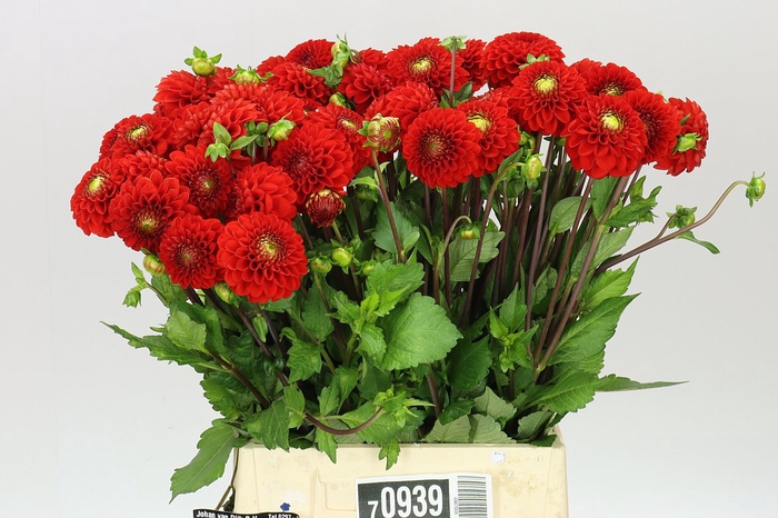 <h4>Dahlia Salsa</h4>