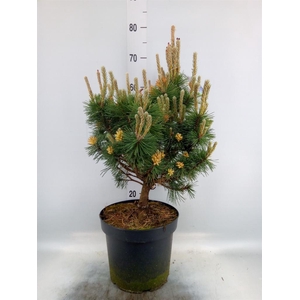 Pinus mugo