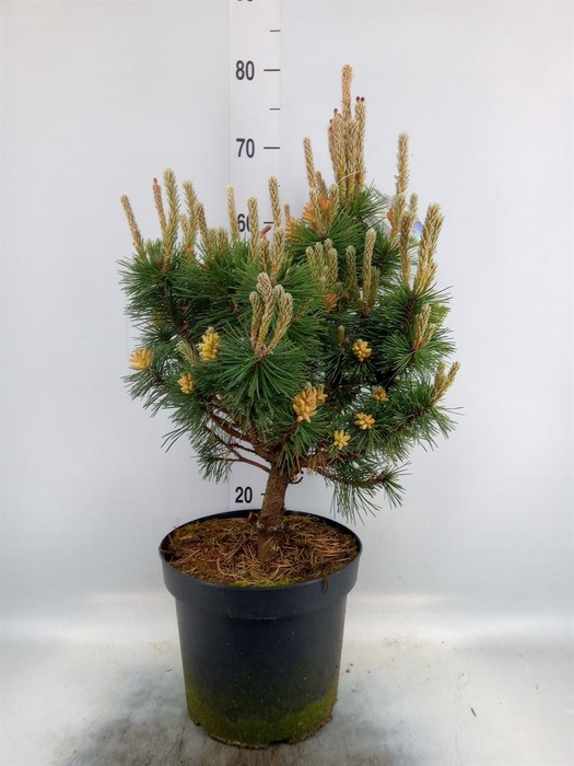 <h4>Pinus mugo</h4>