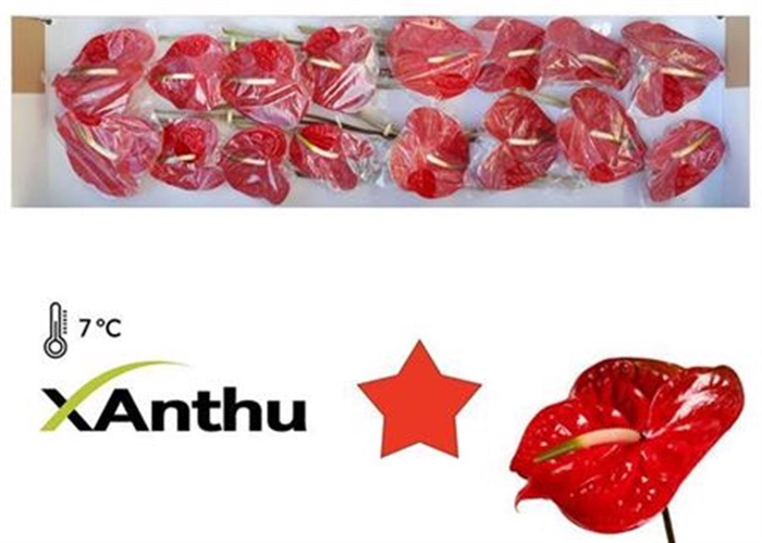 <h4>Anth A Calisto</h4>