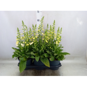 Digitalis purp. 'Hanabee White'