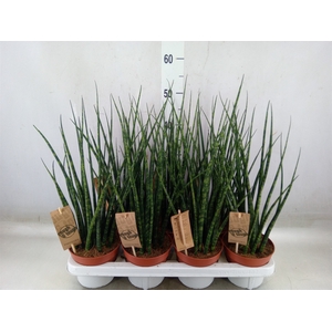 Sansevieria  'Fernwood'