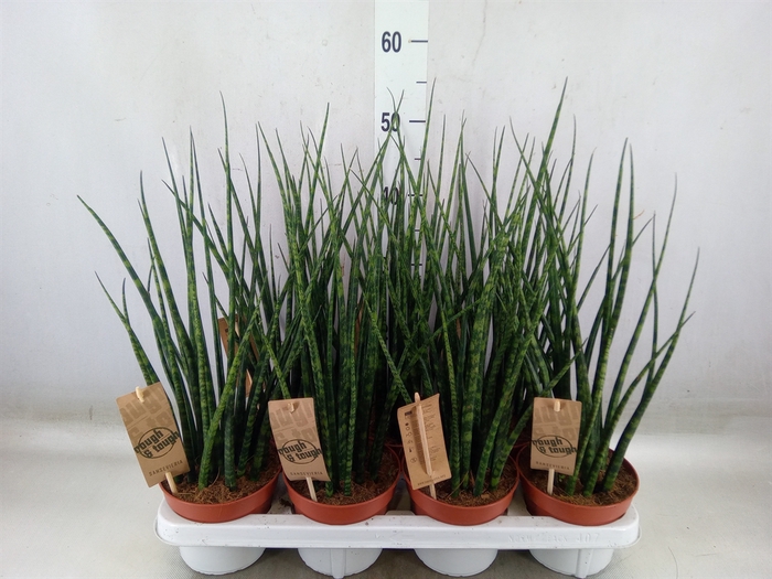 <h4>Sansevieria  'Fernwood'</h4>