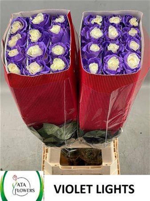 <h4>R Gr Violet Lights Ec</h4>