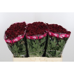 Chr San Aaa Purp Red