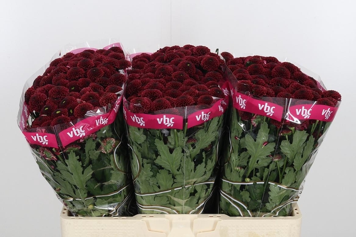 <h4>Chr San Aaa Purp Red</h4>