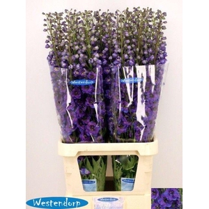 DELPH DU KI FL BLUE