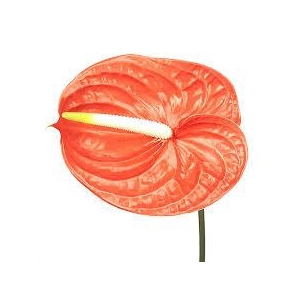 ANTH A NARANJA 24