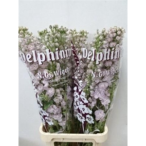Delph Du Dewi Pink Spijker