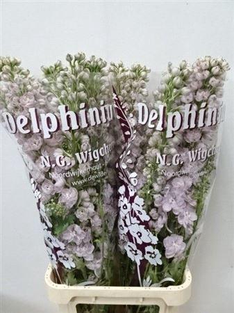 <h4>Delph Du Dewi Pink Spijker</h4>
