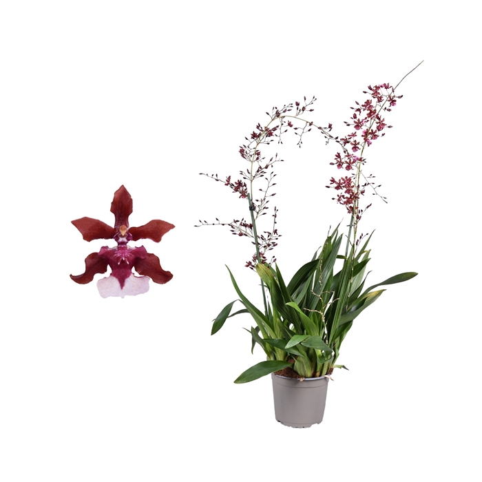 <h4>Oncidium 'Cherry Baby' toef 2 tak 17 cm met blad spikel</h4>