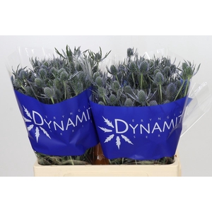 Eryngium Blue Dynamite