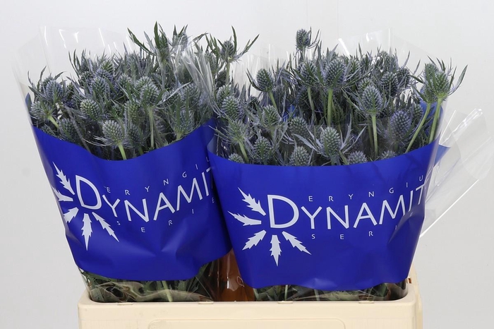 <h4>Eryngium Blue Dynamite</h4>