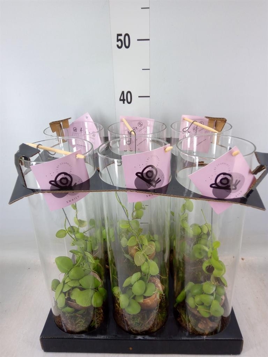 <h4>Arr.  Dischidia</h4>