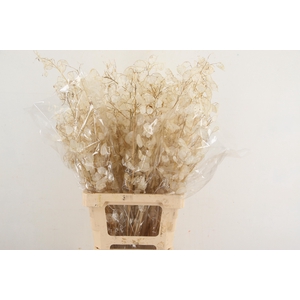 DF LUNARIA SILVERLEAF BS 080CM