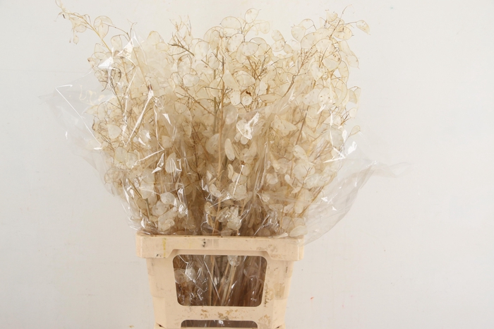<h4>DF LUNARIA SILVERLEAF BS 080CM</h4>