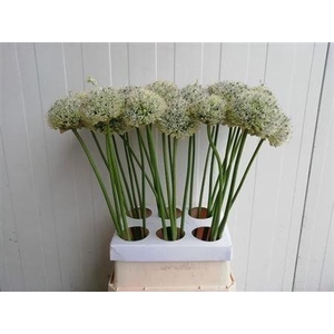 Allium Mount Everest
