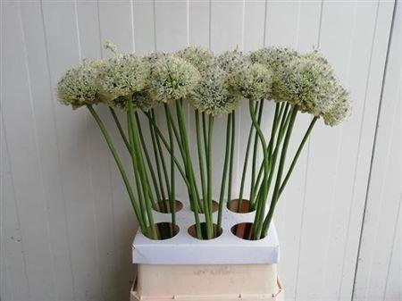 <h4>Allium Mount Everest</h4>