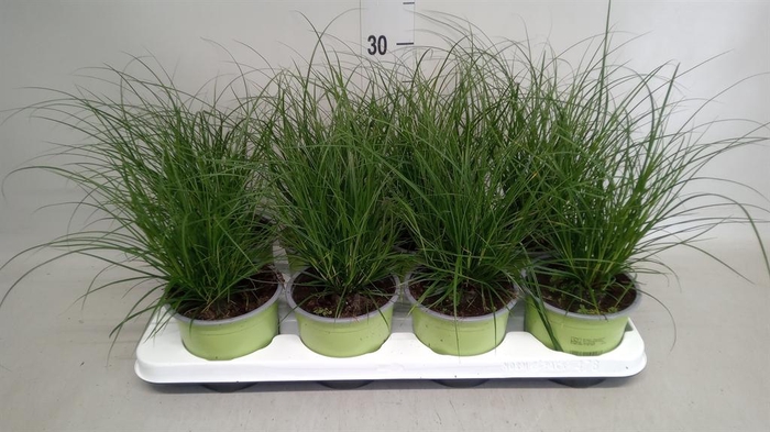 <h4>Carex brunnea</h4>