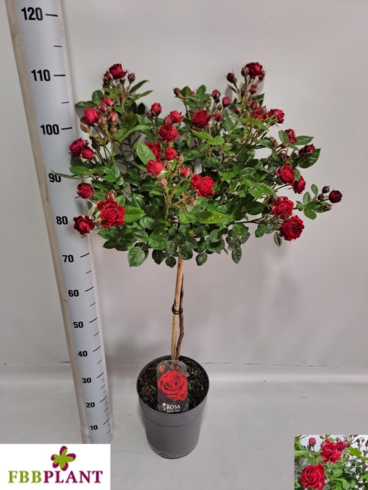 <h4>ROSA ST OV</h4>