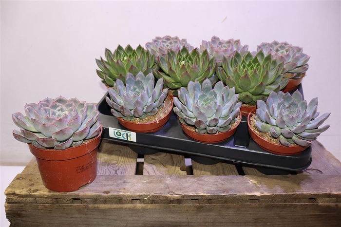 <h4>arr8 Echev Gem</h4>