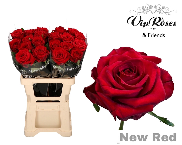 Vip Roses Webshop