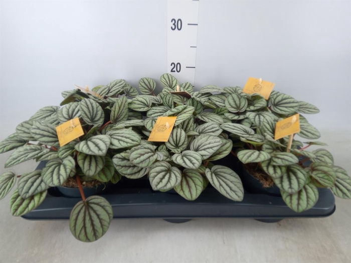 <h4>Peperomia</h4>
