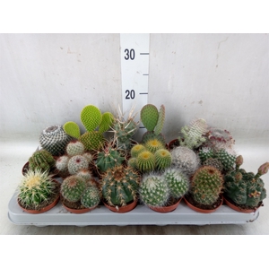 Cactus   ...mix