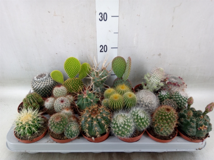 <h4>Cactus   ...mix</h4>