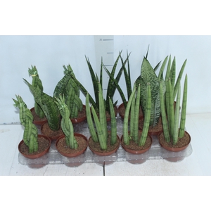 SANSEVIERA MINI MIX P10