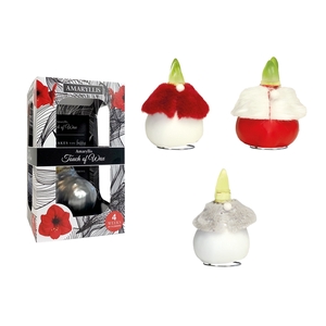 Amaryllis Touch of Wax Dressed Mixed DR-03 12x1, rode bloem, Karton Giftbox