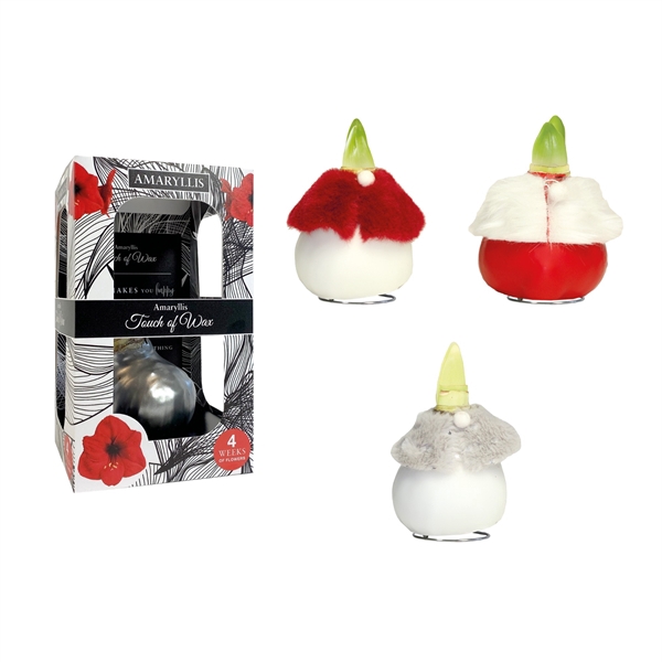 <h4>Amaryllis Touch of Wax Dressed Mixed DR-03 12x1, rode bloem, Karton Giftbox</h4>