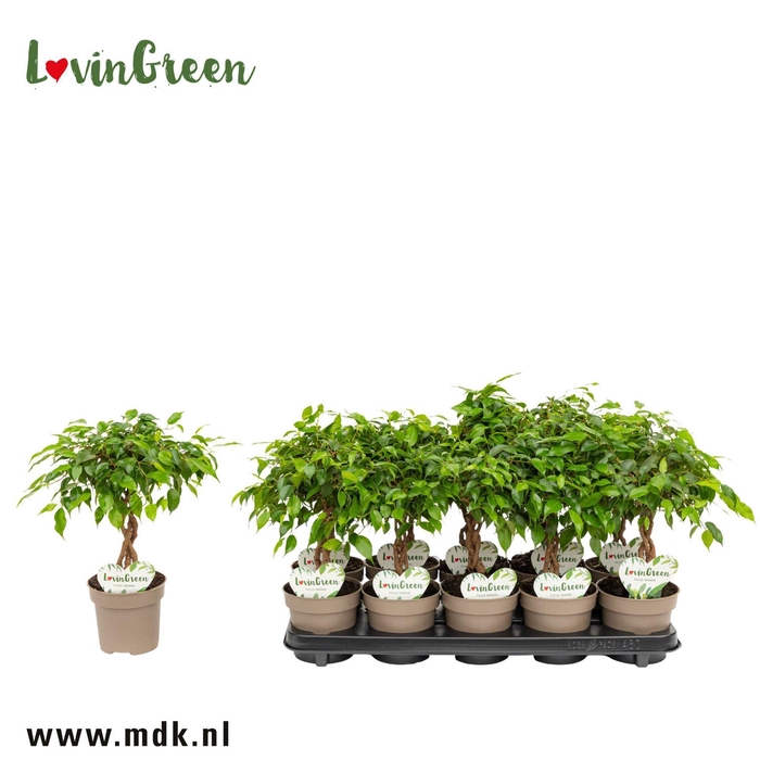 <h4>Ficus gevlochten stam</h4>