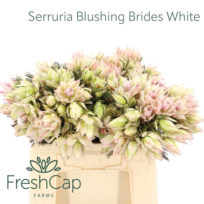 <h4>Serruria Blushing Brides White 2-3 Flwrs</h4>
