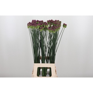Allium Sphaerocephal (kogel)
