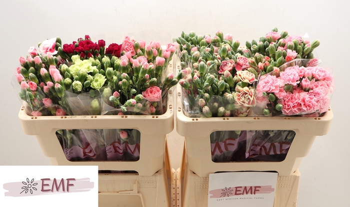 <h4>DI TR GEM IN FUST</h4>