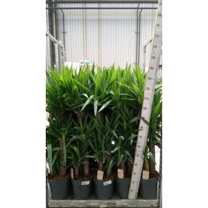 Yucca   ...